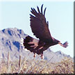 Harris hawk takes flight at the Arizona-Sonora Desert Museum.  Image by Karen Cromey.