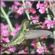 Hummingbird feeding on penstimon flowers.  Image by Karen Cromey.