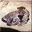 A jaguarundi suns itself at the Arizona-Sonora Desert Museum.  Image by Karen Cromey.