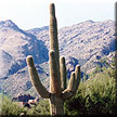 Saguaro cactus framed by the Santa Catalina mountains.  Image provided by the Loews Ventana Canyon Resort.