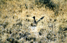 The roadrunner is associated with Zuni tribal clans, societies, and religious leaders.