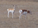 pronghorns in the Custer National Grasslands in South Dakota