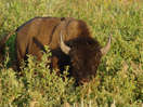 The team spots a buffalo at Theodore Roosevelt National Park, North Dakota